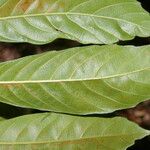 Doliocarpus dentatus Leaf