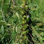 Pedicularis foliosa Vaisius