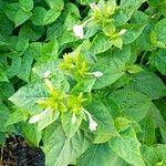 Mirabilis jalapaLeaf