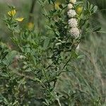 Cuscuta approximata Hàbitat