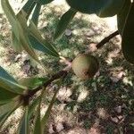 Quercus marilandica Fruit