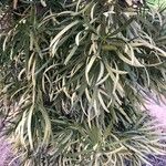 Podocarpus macrophyllus 叶