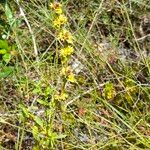 Sideritis montana Fula