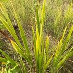 Aristea ecklonii Leaf