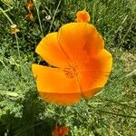 Eschscholzia caespitosa Virág