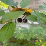 Cotoneaster acutifolius Fruit