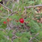 Ribes montigenum Fruit