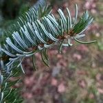 Picea omorika Hostoa