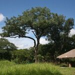 Sclerocarya birrea Хабит