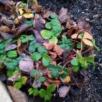 Fragaria chiloensis Leaf