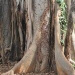 Ficus benghalensis 樹皮