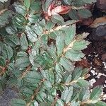 Begonia foliosa برگ