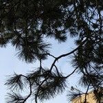Pinus nigra Φύλλο