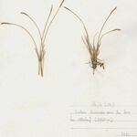 Carex myosuroides Staniste