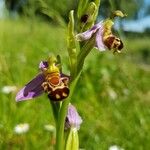 Ophrys apifera Blüte