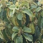 Combretum kraussii Leaf