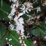 Bistorta amplexicaulis Flower