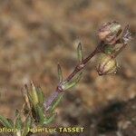 Spergularia echinosperma Anders