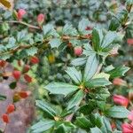 Berberis darwinii Агульны выгляд