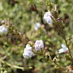 Plumbago europaea 花