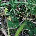 Geum pyrenaicum Blatt