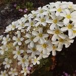 Saxifraga longifolia Flower