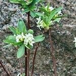 Daphne alpina Flower