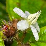 Miconia crenataFlower