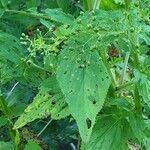 Scrophularia oblongifolia Blad