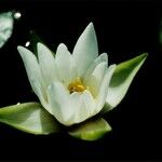 Nymphaea tetragona Fleur