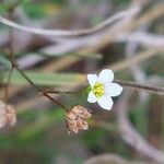 Linum catharticum Floare