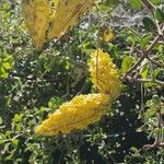 Pentarrhinum insipidum Frucht