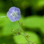 Phacelia bipinnatifida Flor