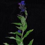 Cynoglossum microglochin Облик