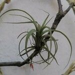 Tillandsia paucifolia Frunză