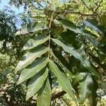 Myroxylon peruiferum Leaf