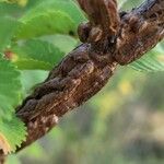 Ulmus carpinifolia Écorce