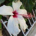 Hibiscus genevii Blomst