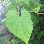 Ipomoea hederifolia Blatt