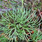 Lycopodium × zeilleri Lehti