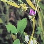 Vicia bithynica موطن