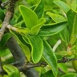 Pyrostria phyllanthoidea Leaf