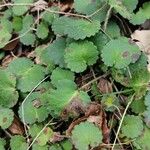 Saxifraga hirsuta Hoja