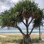 Dracaena draco Folha