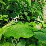 Maianthemum racemosum Blatt