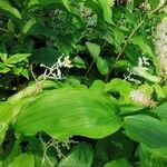 Maianthemum racemosum 葉