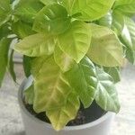 Coffea arabica Leaf