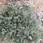 Artemisia caerulescens Hostoa