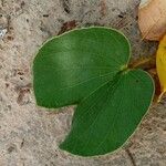 Piliostigma thonningii Φύλλο