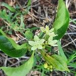 Stephanotis abyssinica Φύλλο